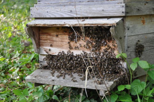 Connaissance en apiculture